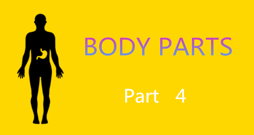 Learn Chinese Vocabulary in an Easy Way – Body part 4